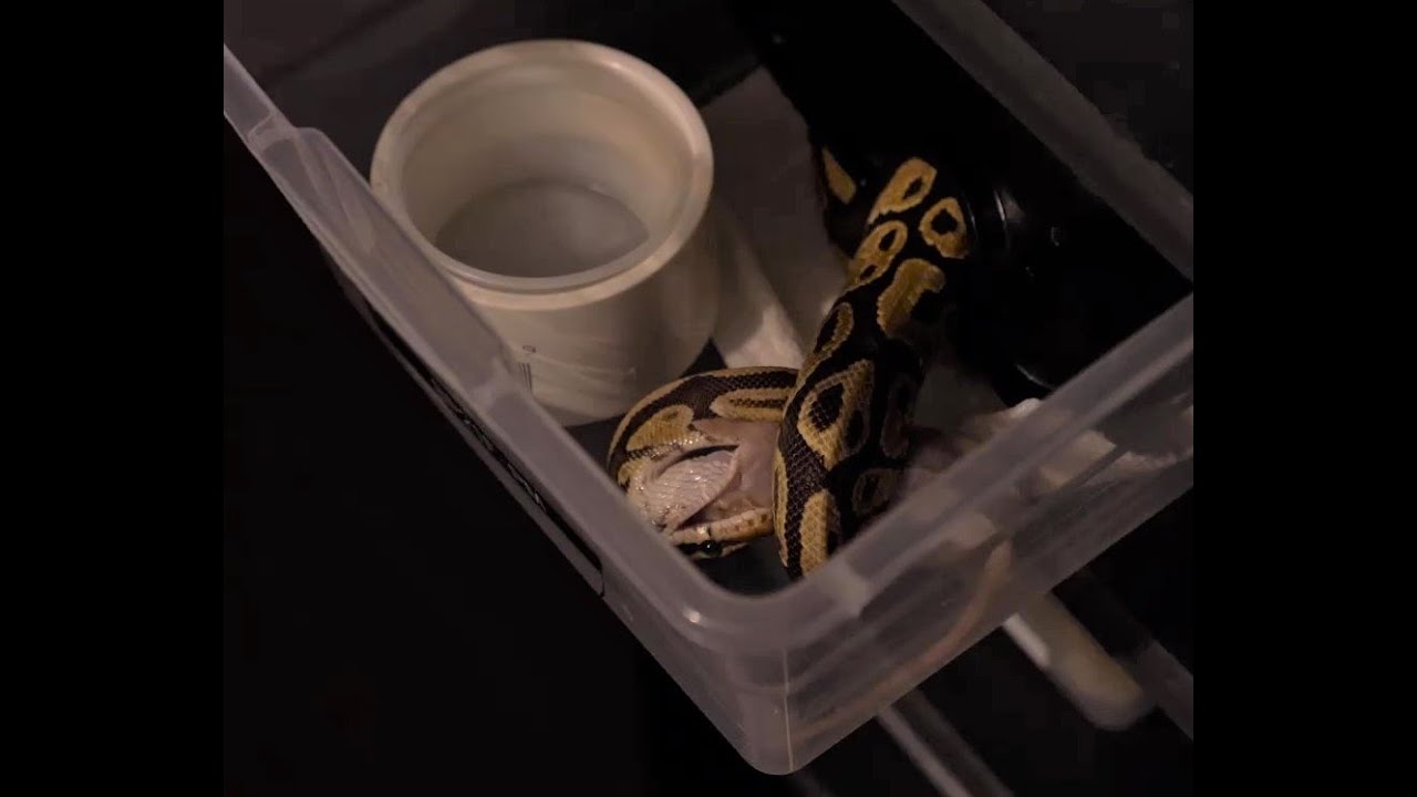 How We Prepare and Feed Frozen Thawed Rodents to Our Ball Pythons - YouTube - Expert-Frozen-Thawed-Ball-Python-Feeding-Recommendations