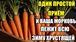 видео: Как сохранить морковь свежей всю зиму — секрет августовской обработки картинка: Как сохранить морковь свежей всю зиму — секрет августовской обработки