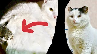 Daddy Cat First Look At Cat Mom With Newborn Kittens