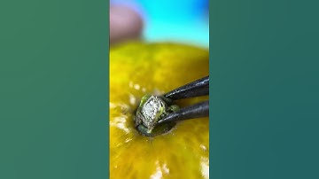 Macro shoot closeup part-01