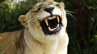 Roaring Times with Lions Bobcat & Gabby | The Lion Whisperer