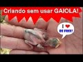 Criando filhotes de pardal sem usar gaiola