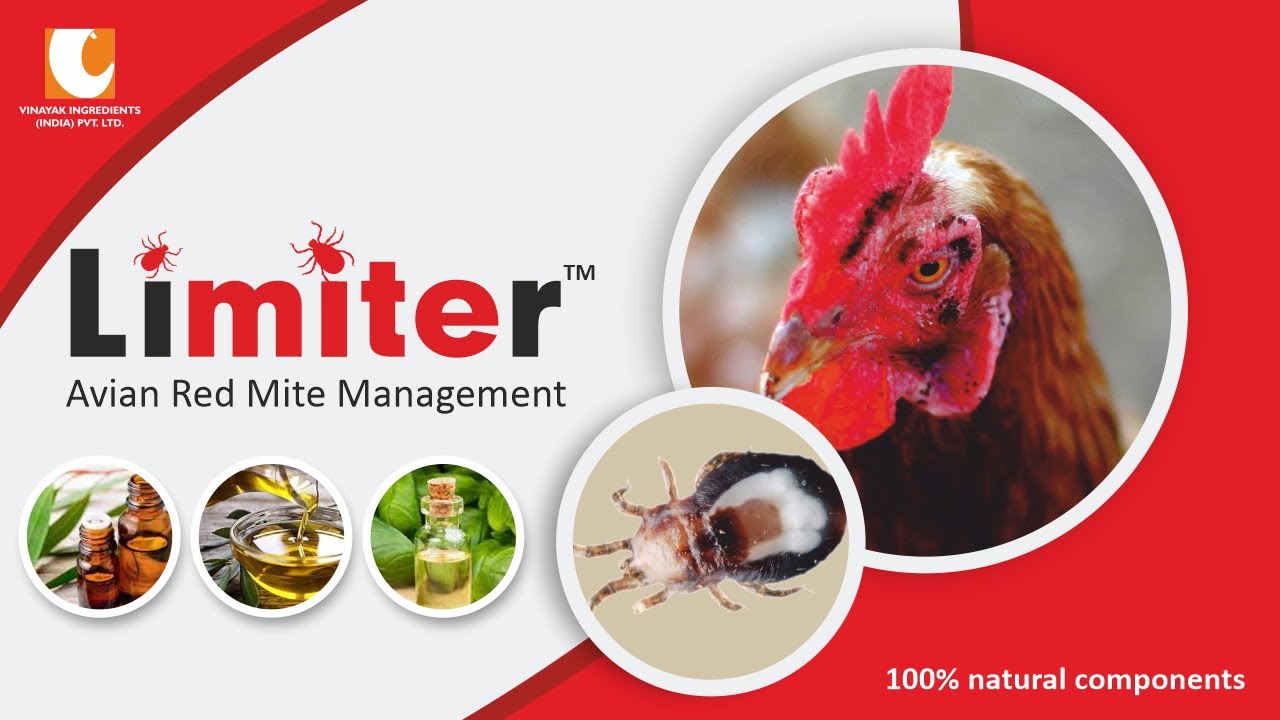 Growing Impact of Avian Red Mite | Limiter | A Novel Herbal Solution for Dermanyssus gallinae