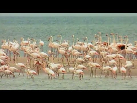 Wideo: Jak Hodować Pielęgnicę Flaminga