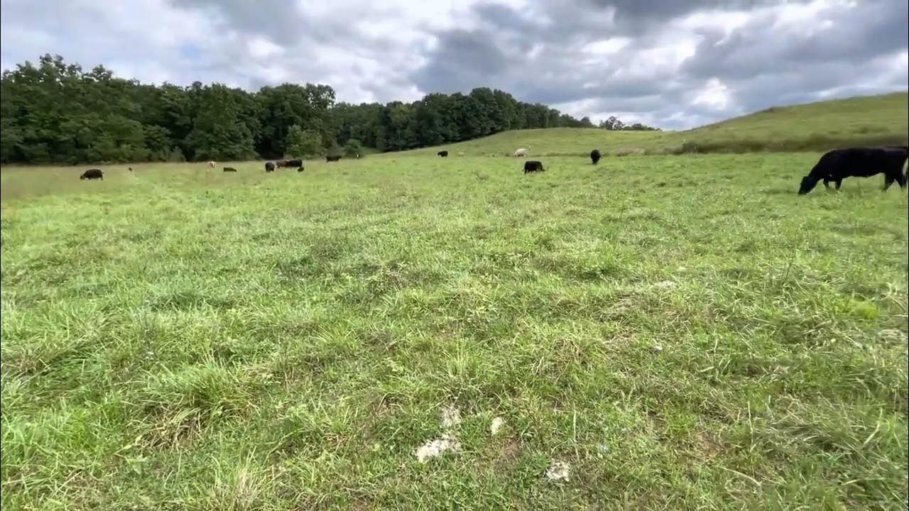 Fall Rotation Grazing rotational grazing, small Farms, grass, cows and calves YouTube