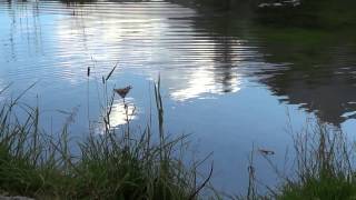 Reflective Water