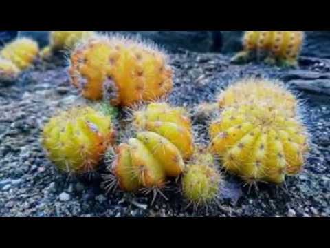 Video: Growing Orange Cacti – Verschiedene Arten von Orangenkakteen