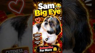 Sam ShihTzu Dog Big Eye 😂 #shihtzu #dog #explorepage #dogshorts