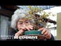 Why bonsai are so expensive  so expensive