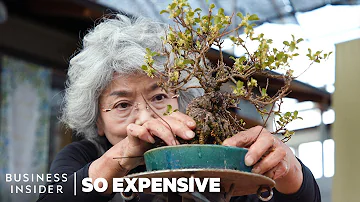 How much is a real bonsai tree worth?