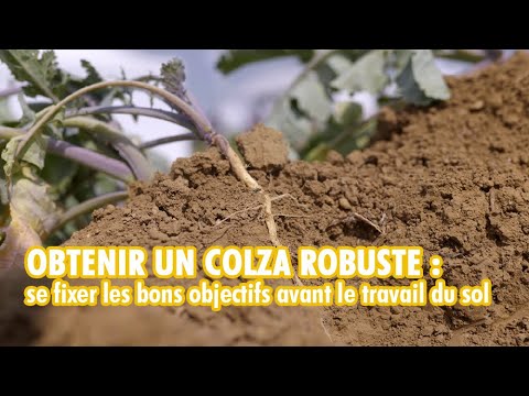 Colza robuste : les objectifs à atteindre pour une implantation réussie avant le travail du sol