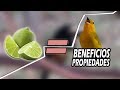 6 Razones Para Darle Limón  A Tus Pajaros + COLOCACIÓN