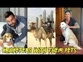 Cricketers With Their Pets Ft. Virat Kohli, Rohit Sharma, MS Dhoni