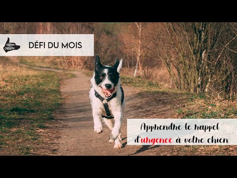 TUTORIEL: Pour un rappel qui fonctionne à tous les coups avec un chien