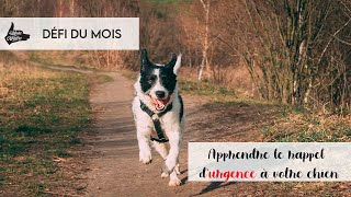 TUTORIEL: Pour un rappel qui fonctionne à tous les coups avec un chien