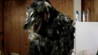 Hell Hound 8