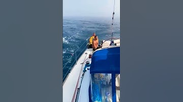 Orcas attack boat and take control of rudder. #orca