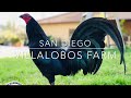 SAN DIEGO CA -VILLALOBOS FARM