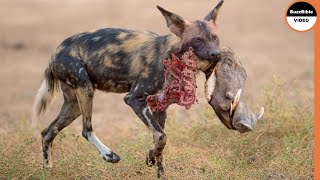 Wild Dogs Shredded a Warthog while it was still alive