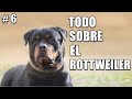 Rottweiler - Educación - Salud - Cuidados - Comportamiento - Historia y Origen - Caracteristicas