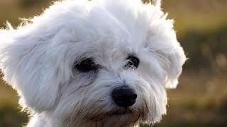 What is the Maltese dog's favorite type of toy?