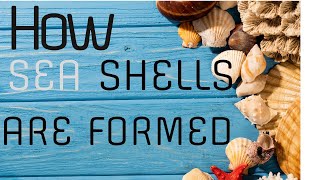 How Sea Shells Are Formed |PEARLS| ~@MinuteEarth  #shorts