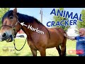 🐴 1000kg. - DRAFT HORSE get his PAIN TICKLED AWAY! ~ ANIMAL CRACKER!