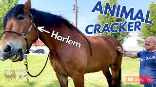 1000kg.  DRAFT HORSE get his PAIN TICKLED AWAY! ~ ANIMAL CRACKER!