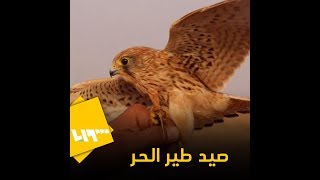 طير يصل سعره لـ 10 ملايين ليرة سورية، هل تعرفه؟