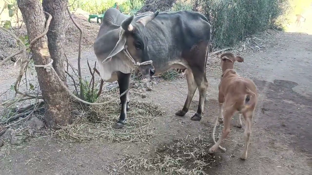 #cutecow