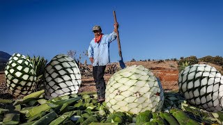 Amazing Agriculture TechniqueGiant Pineapple Tequila Agave Harvesting And Production