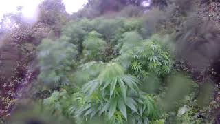 Fogged up camera weed grow uk