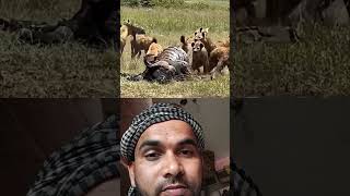 Nitesh Kumar official lion and Hyena attack