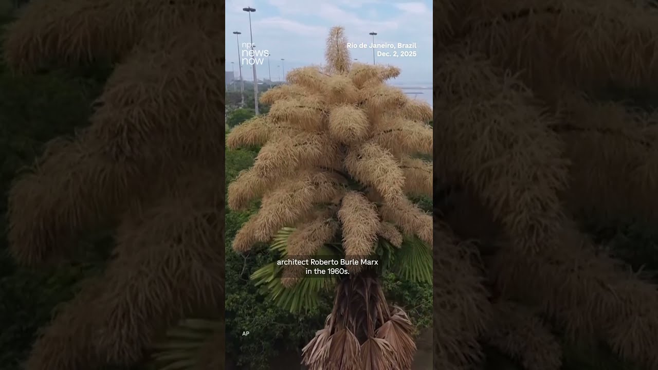 Rio De Janeiro S Palms Flower For The First And Only Time