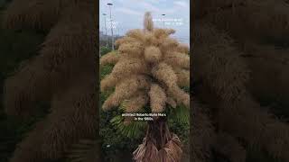 Rio De Janeiros Palms Flower For The First And Only Time