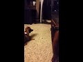 Ninja dachshund pulls off sneak attack