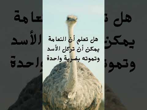 هل تعلم أن النعامة يمكن أن تركل الأسد وتموته بضربة واحدة اكسبلور العلم معلومات