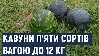 Кавуни вагою до 12 кілограмів вирощує на Хмельниччині колишній професійний охоронець.