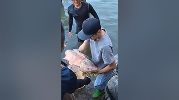 Thủy điện Trị An đóng đập nhiều người dân bắt được cá  lớn #news #cakhung