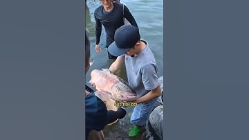Thủy điện Trị An đóng đập nhiều người dân bắt được cá  lớn #news #cakhung