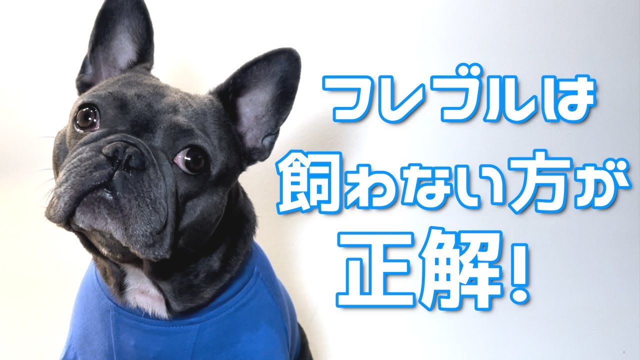 5 reasons why people who shouldn't have a French bulldog - YouTube
