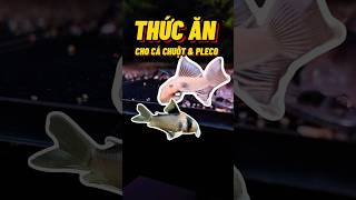 Vỗ béo cá chuột, cá pleco (cá tầng đáy) #thuysinh #cacanh #pleco