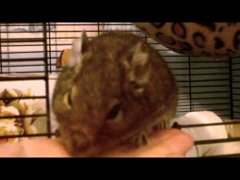 How to bond with your Degu ft. Scrumptious (requested by AngelzHamsterLover101)