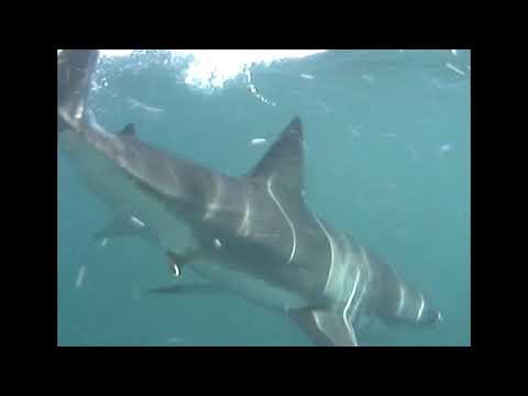 GREAT WHITE ENCOUNTERS - TONIC IMMOBILITY - PROMO CLIP 3