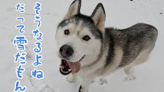 シニアと言えどハスはハス！スノーマジックで大変なことになりました