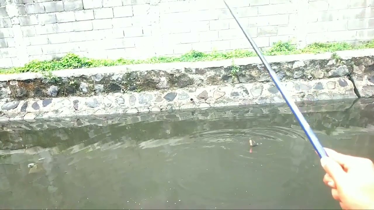 Хватит! Вот вам приятное развлечение на дикой рыбалке! // Дикая рыбалка в Сурабае