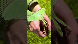 Would you raise a moth? #moth #cute #animals #nature #bugs