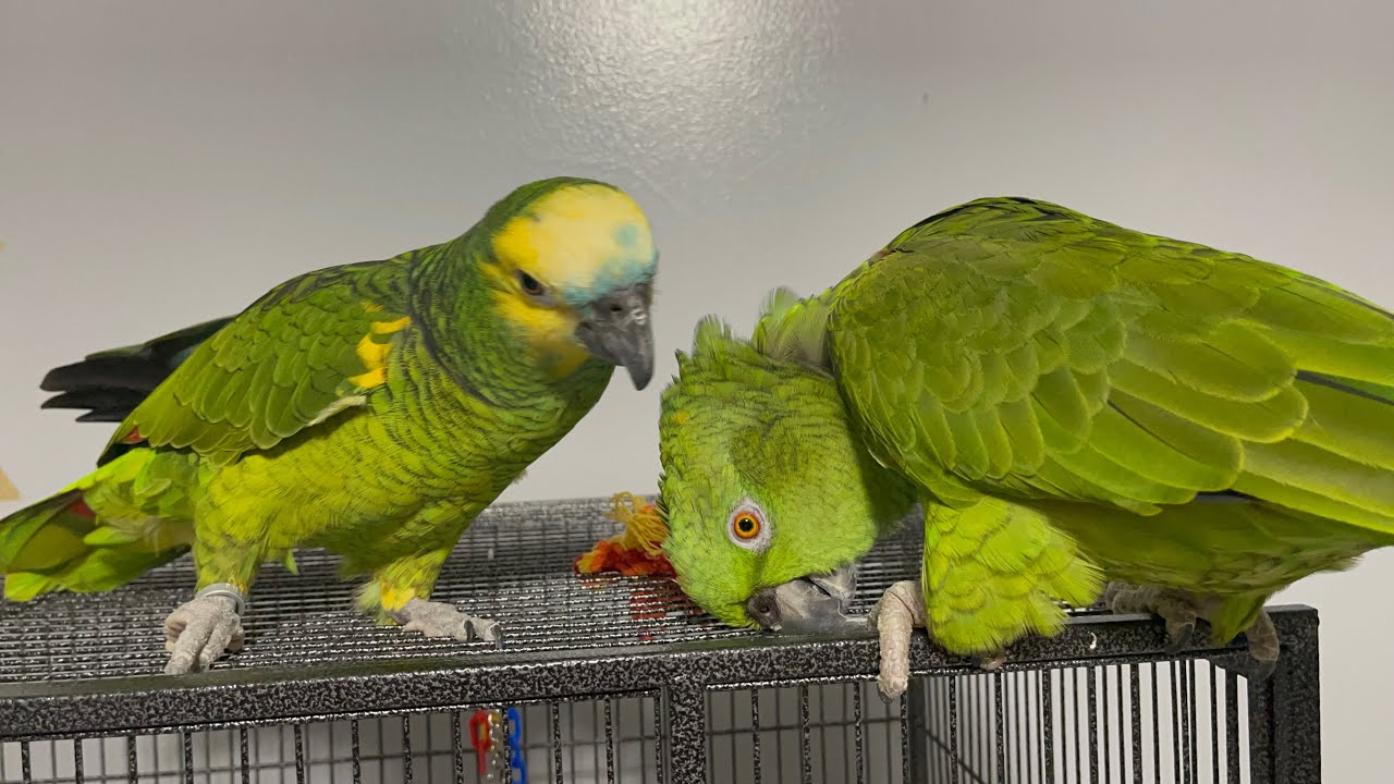 Loro discutiendo consu dueño/mira como se coloca vicky parq Jaco la acaricié/lora enamorada de Jaco