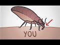 Bedbug History and Control Challenges