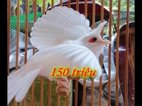 Chào mào bạch tạng cực lạ mắt giá trăm triệu "len lỏi" vào chợ Xuân